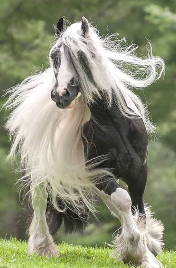 Horses With Great Hair